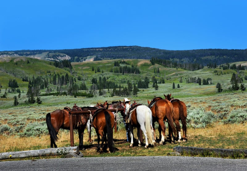 horseback riding in yellowstone national park