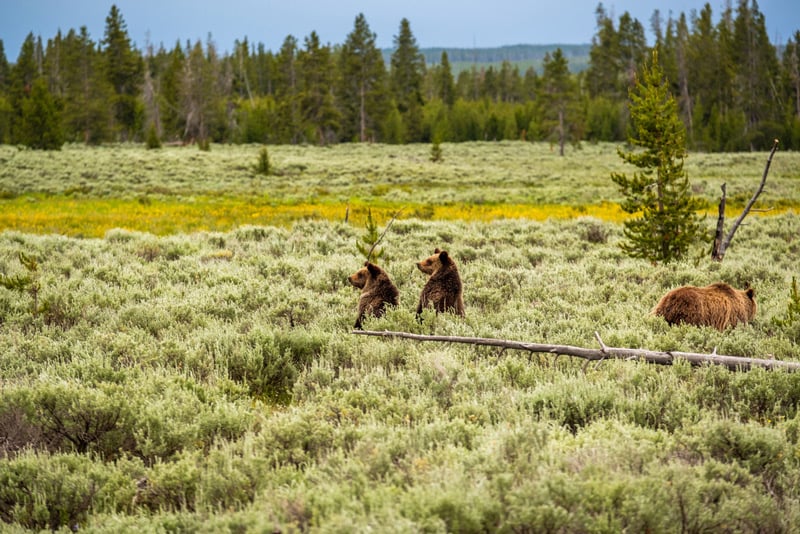 grizzly bears and wildlife viewing in yellowstone national park